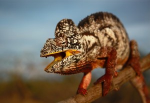 Madagascar • Camaleonte